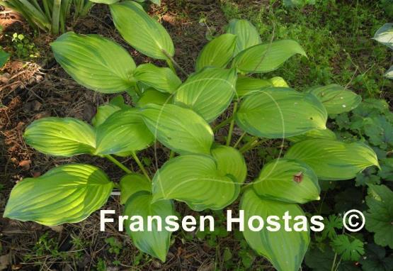 Hosta Hoosier Harmony